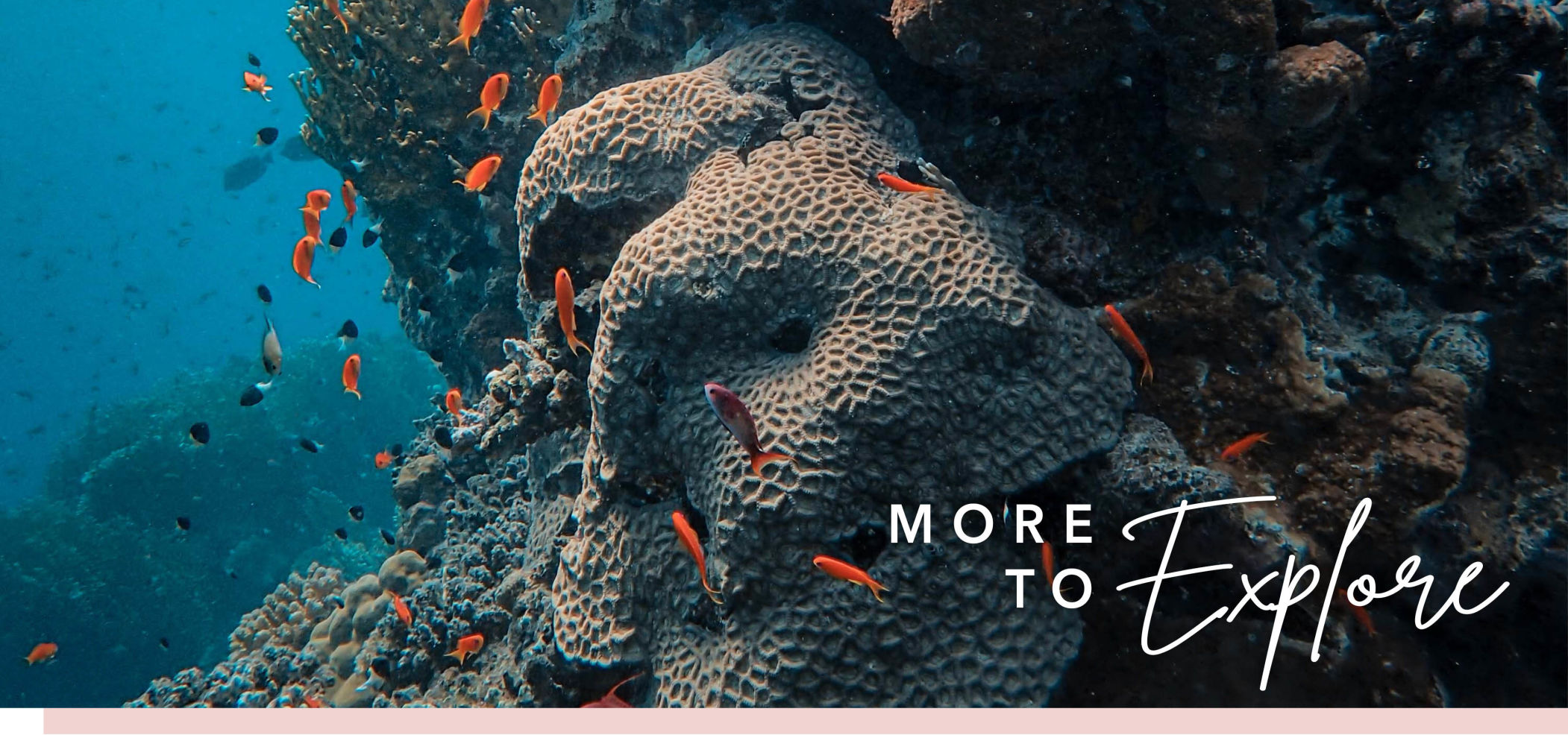 Coral Reef
